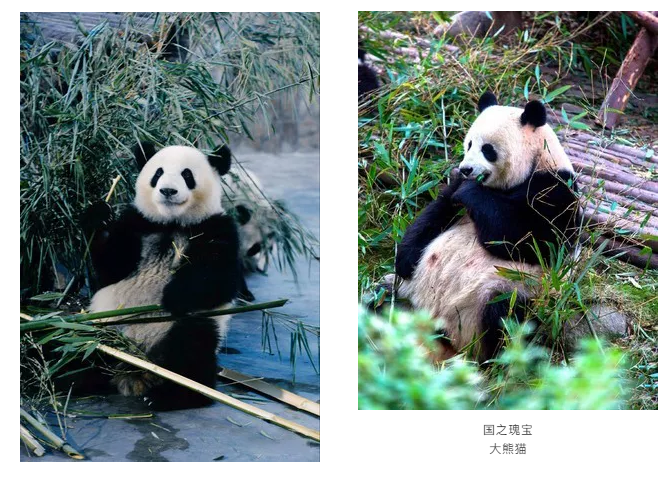 大熊猫