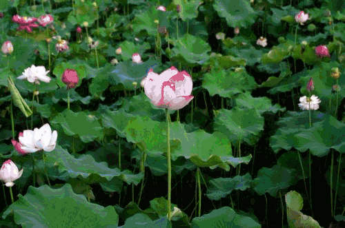 2018070618133571 2018070618133571