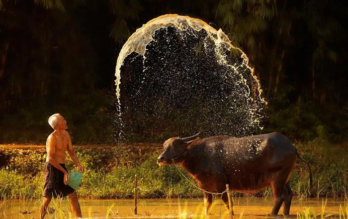 乡村牧牛 乡村牧牛