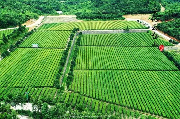 宜宾明威茶茶园