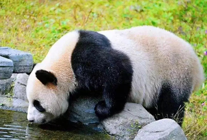 邓池沟大熊猫