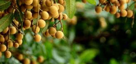 邂逅｜风枝露叶似月圆