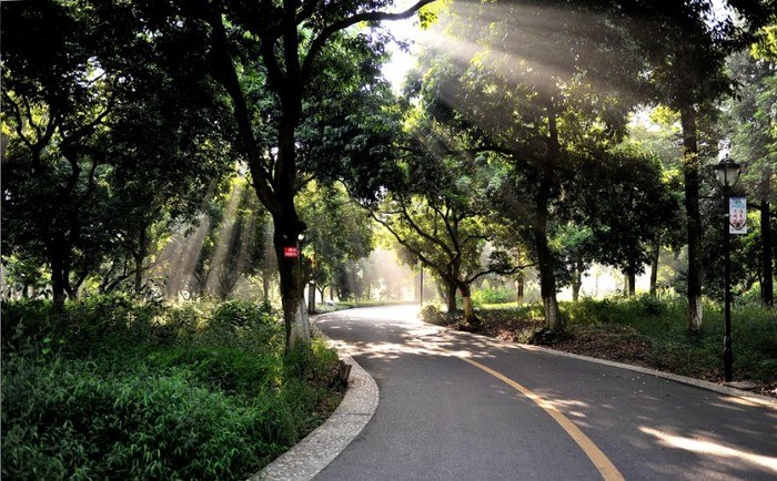 张坝桂圆6_pro_pro