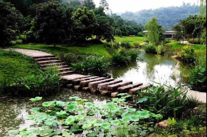 张坝桂圆55_pro_pro