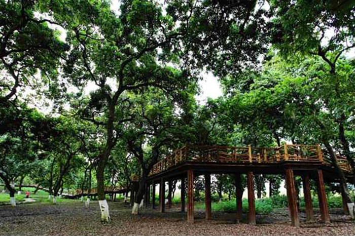 张坝桂圆88_pro1_pro_pro