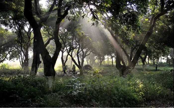 张坝桂圆666_pro_pro